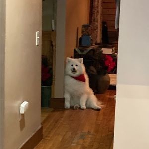 Meet your Posher, Lisa